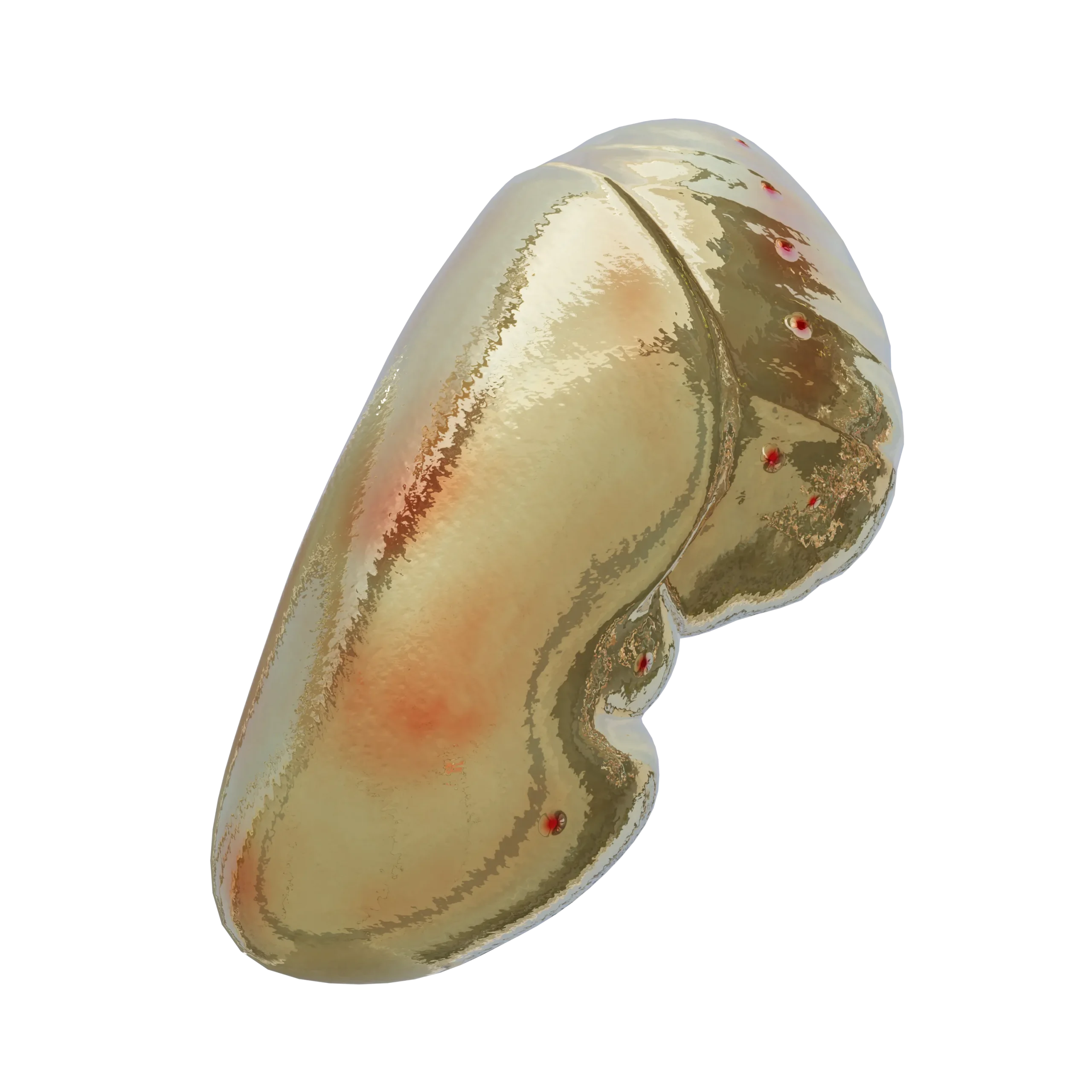 crisalida